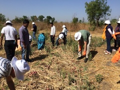 Picking onions1